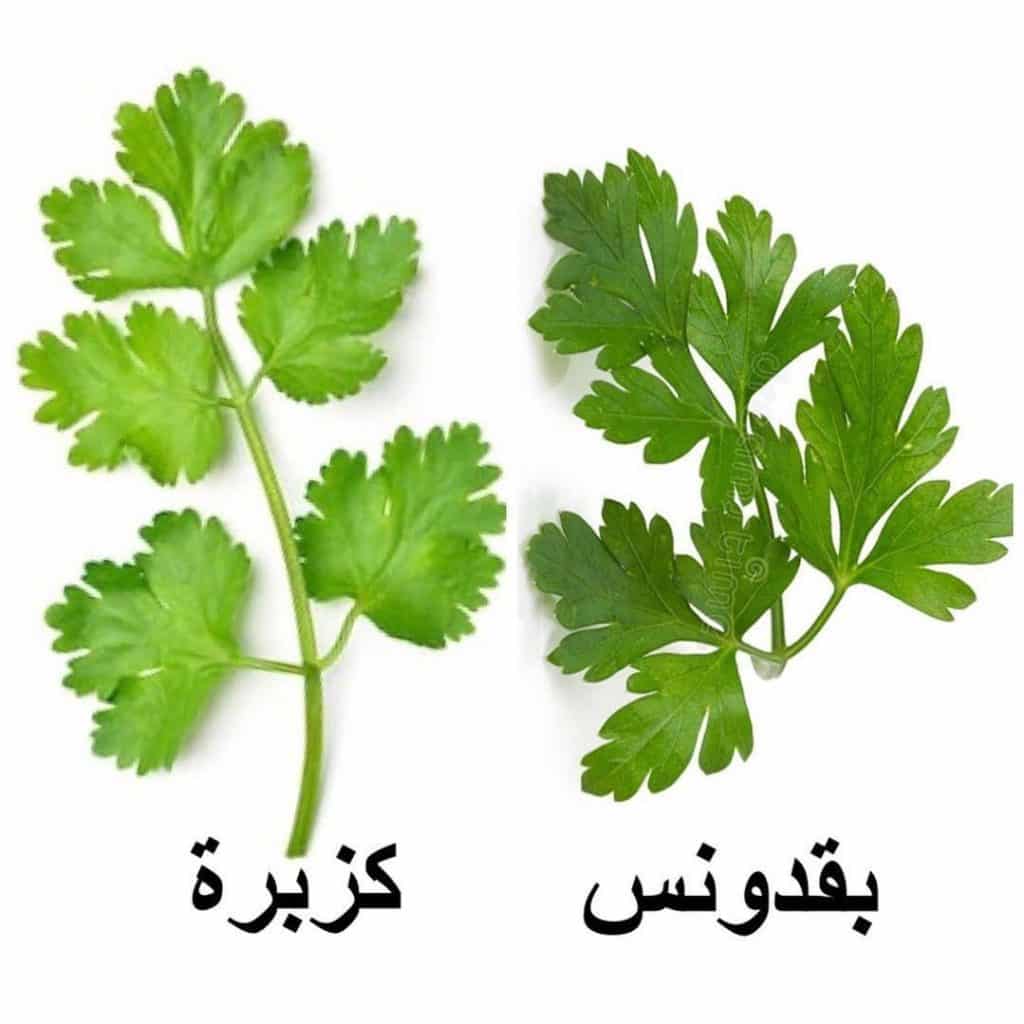 الفرق بين الدبشة والمعدنوس