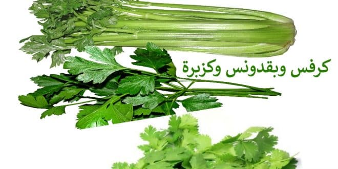 الفرق بين الكزبرة والبقدونس والكرفس