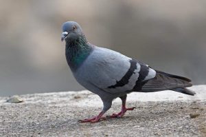 تجاربكم مع طارد الحمام