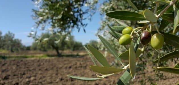 شجرة الزيتون المباركة