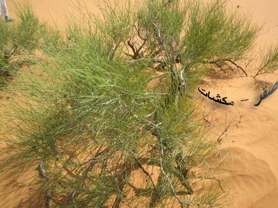 تجربتي مع الارطا للمعده