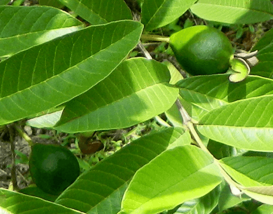 أضرار ورق الجوافة