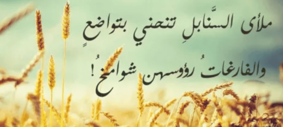 أبيات شعر عن سنابل القمح