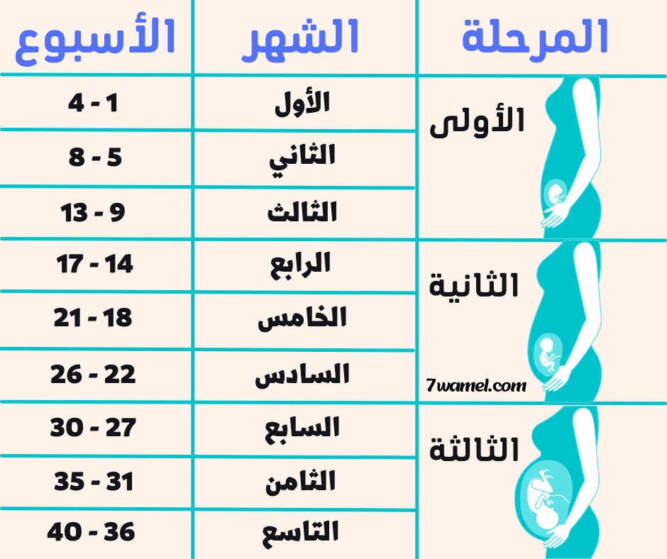 حساب أسابيع الحمل بالصور