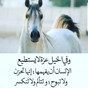 ابيات شعر عن ركوب الخيل