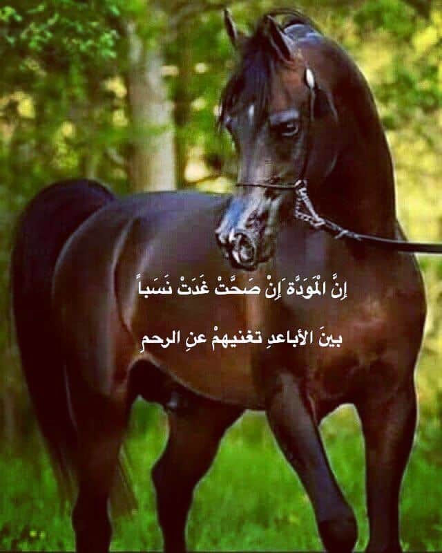 رمزيات خيول مكتوب عليها 2