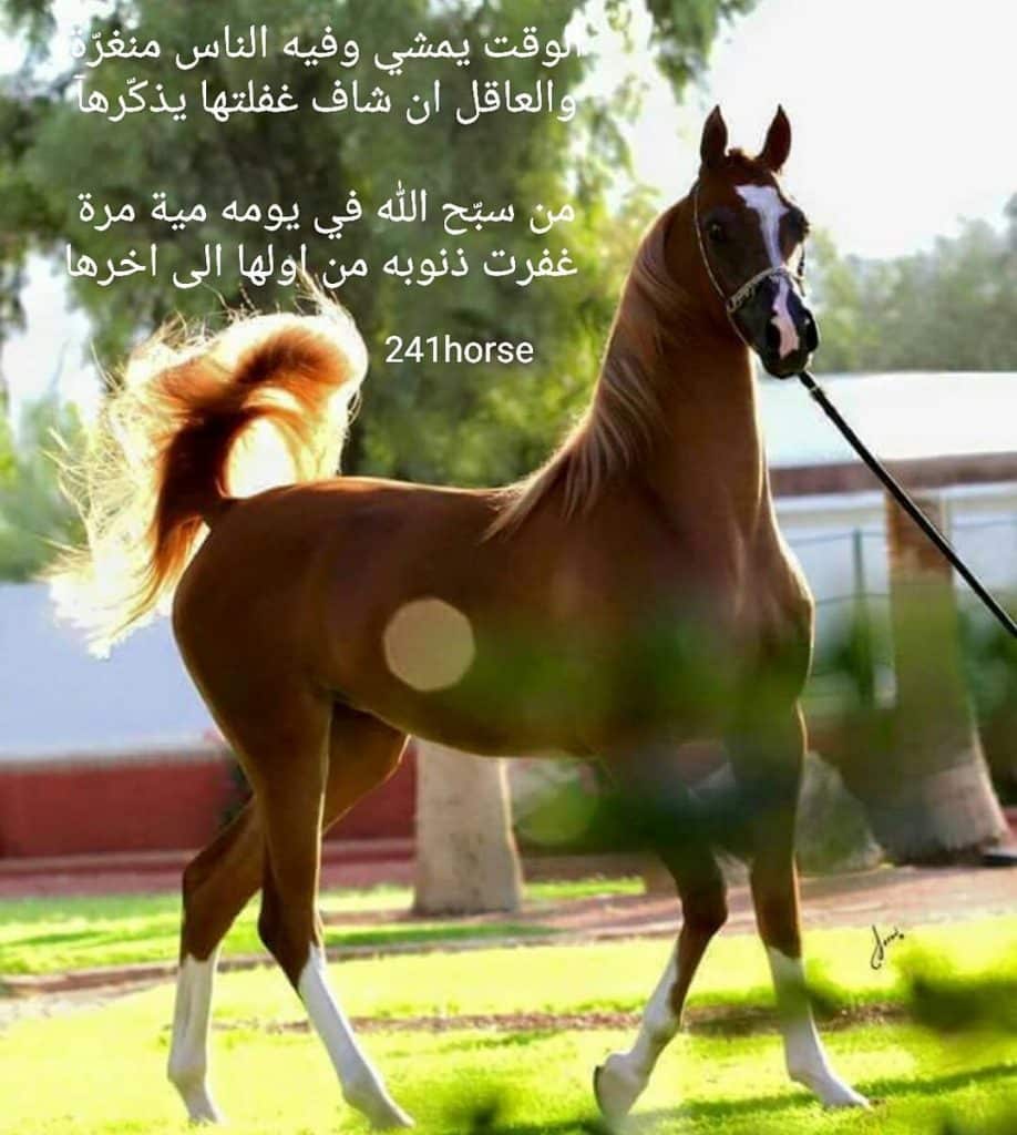 رمزيات خيول مكتوب عليها 1