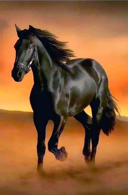 خلفيات خيول فخمة 3