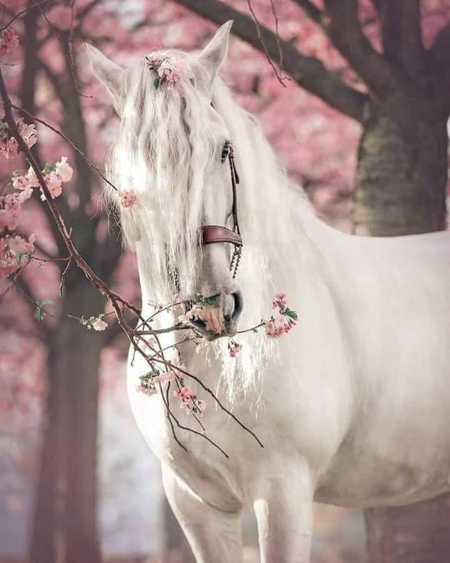 خلفيات خيول للموبايل 1