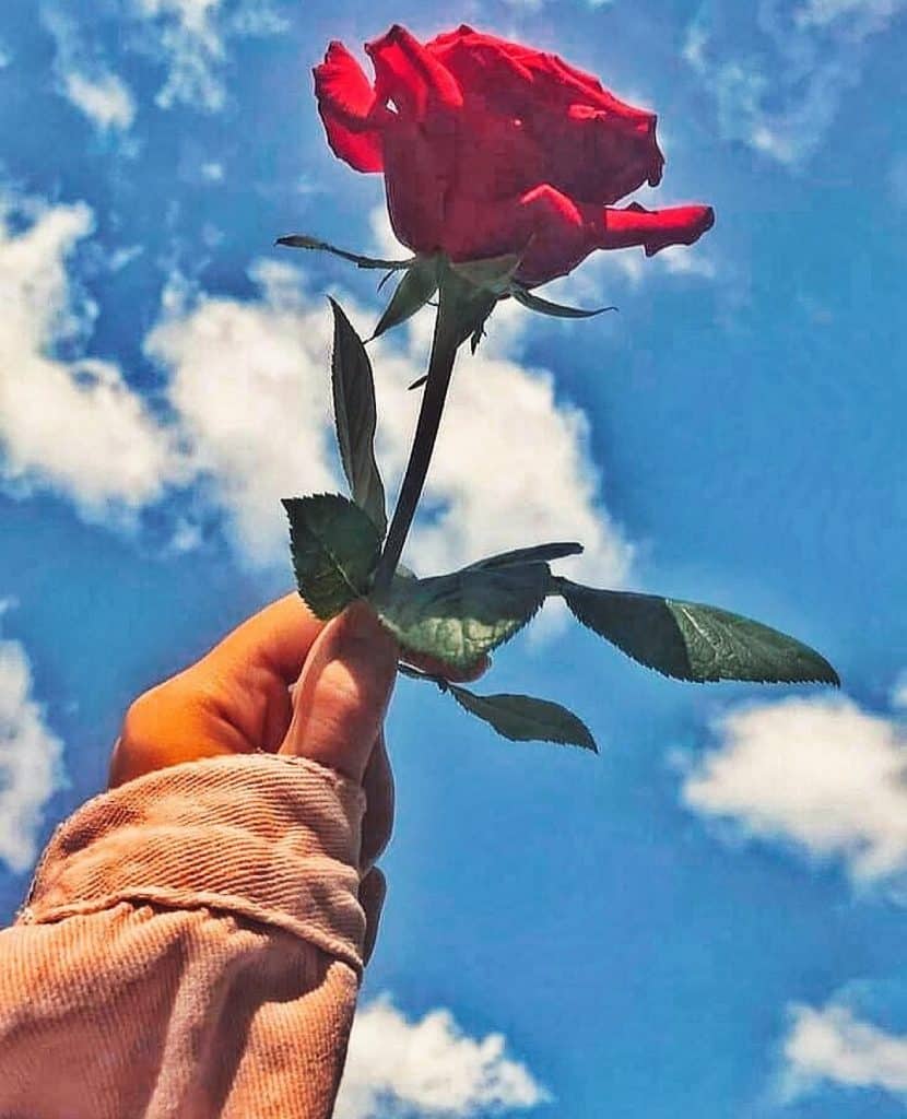 رمزيات ورد 4