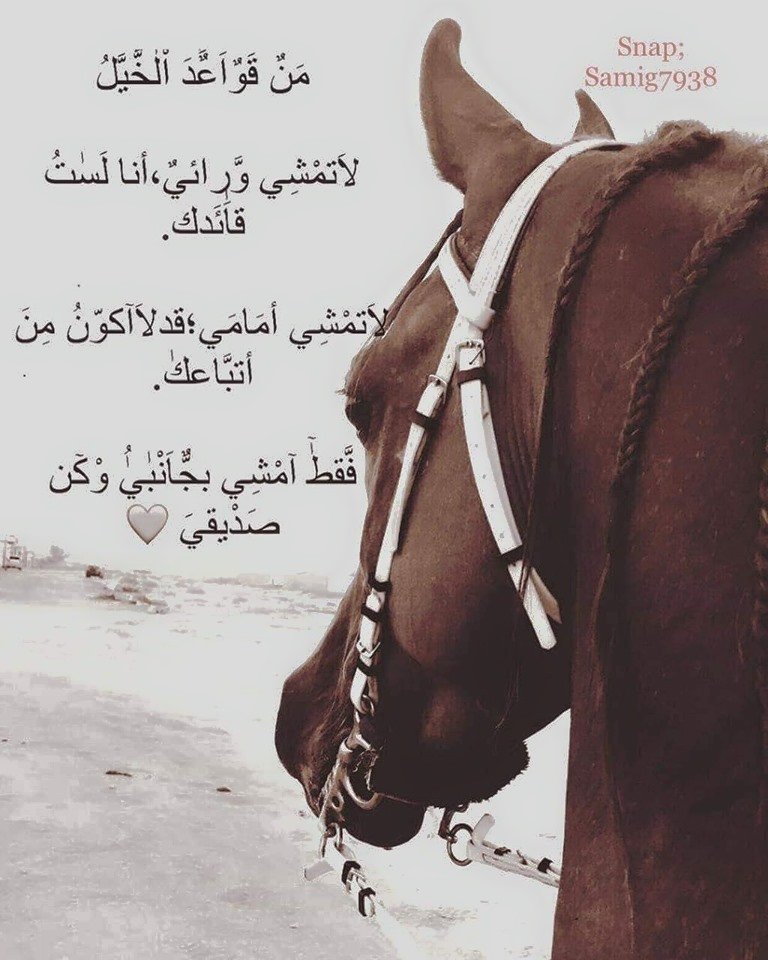 خلفيات خيول وشعر 2
