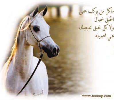 خلفيات خيول وشعر 3