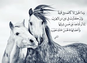 رمزيات خيول مكتوب عليها