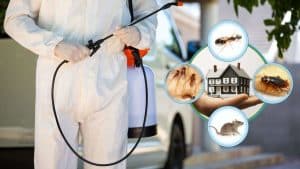 افضل شركة مكافحة حشرات بالخبر