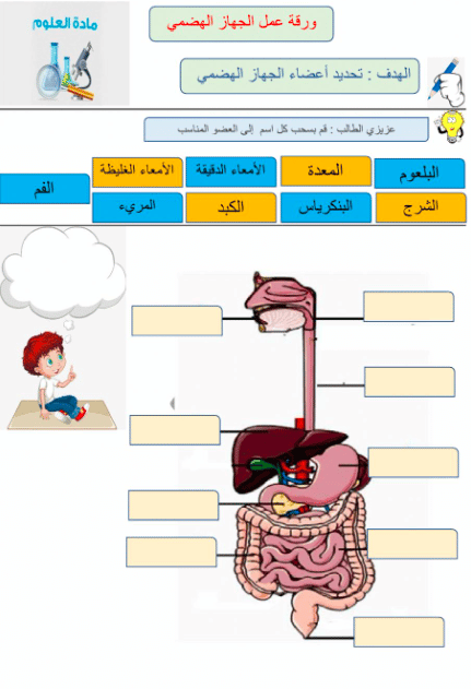 المجموعات الغذائية الصف الرابع 1