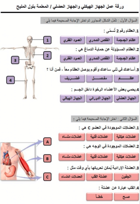 ورقة عمل عن أجهزة جسم الانسان للصف الرابع 2