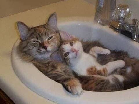 قـطط كيوت مضحكة 2