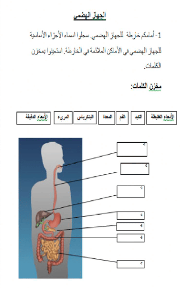 المجموعات الغذائية الصف الرابع 3