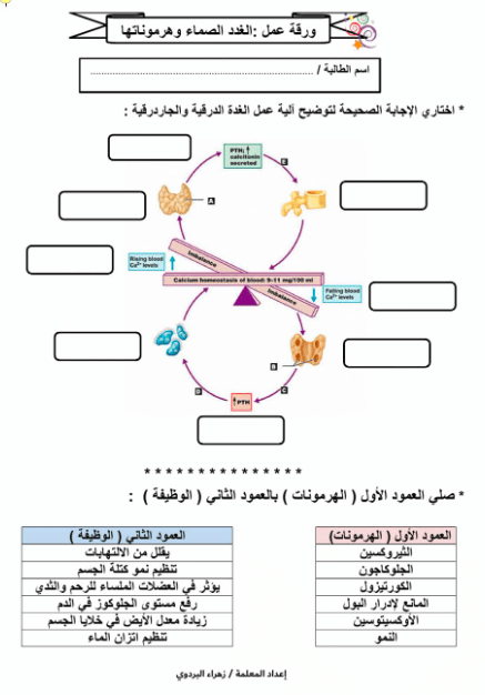 ورقــة عمل الغدد الصماء  3
