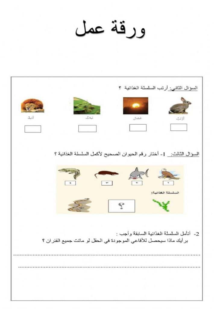 ورقة عمل السلسلة الغذائية 4