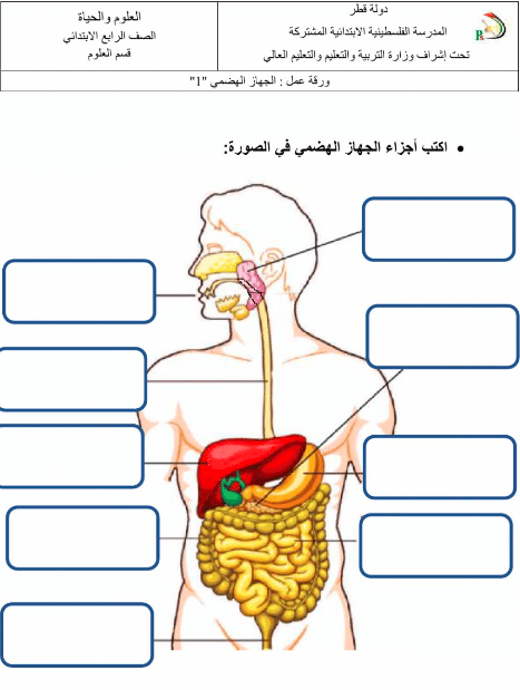 المجموعات الغذائية الصف الرابع 4