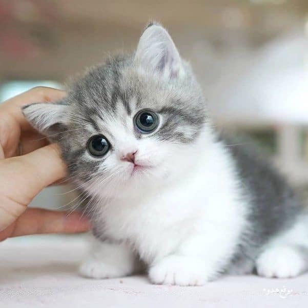 رمزيـات قطط كيوت 2