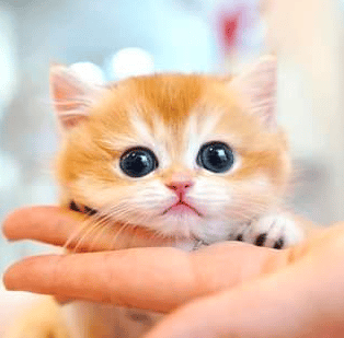 أجمل قـطط كيوت 3