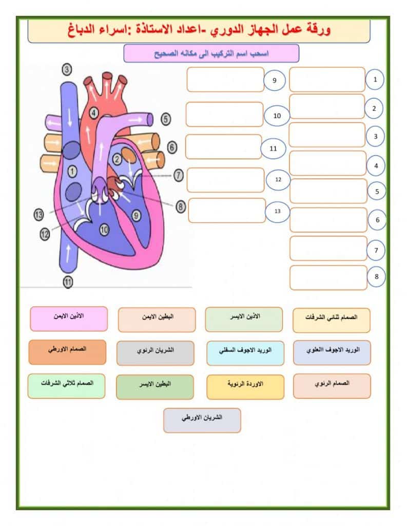 ورقة عمل جهاز الدوران 2
