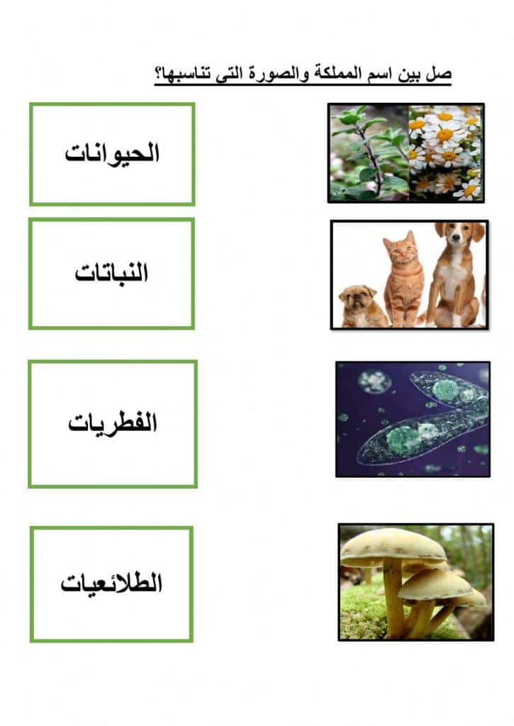 ورقة عمل تصنيف الكائنات الحية   1