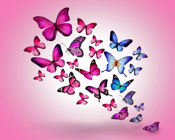 خلفيات فراشات وردية 5