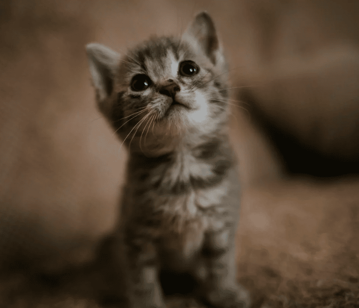 قـطط كيوت صغار 1