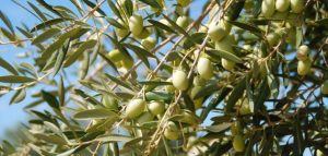 اذاعة مدرسية عن الزيتون
