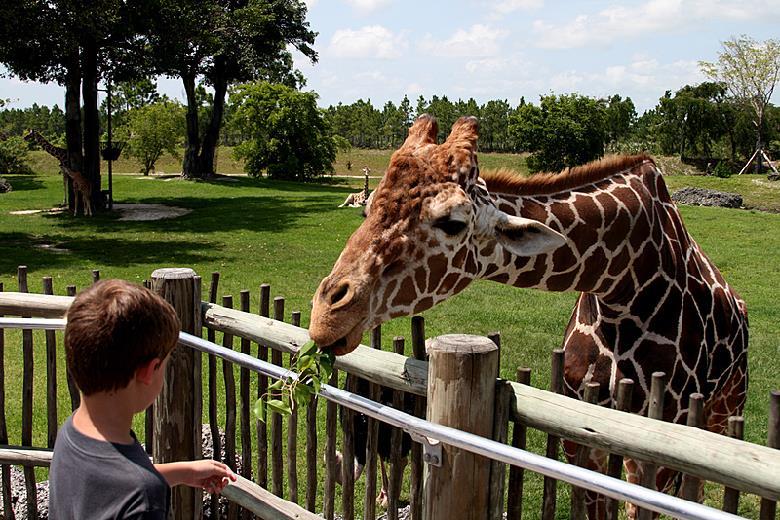 برجراف عن visit the zoo