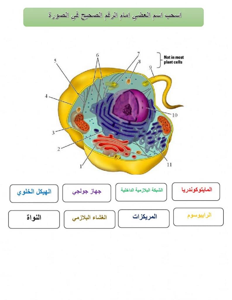 ورقة عمل الخلايا