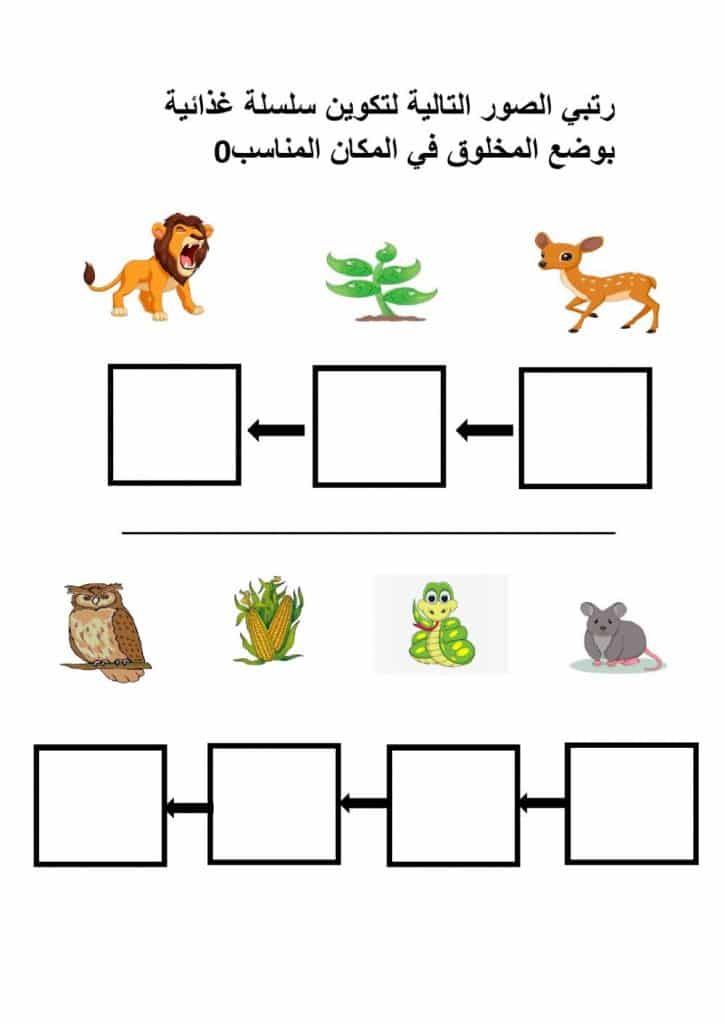 ورقة عمل السلاسل الغذائية
