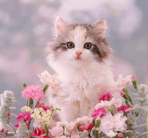 رمزيات قطط كيوت 1