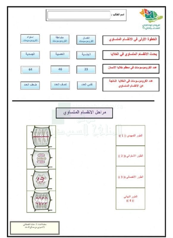 ورقة عمل تدريب على الانقسام المتساوي