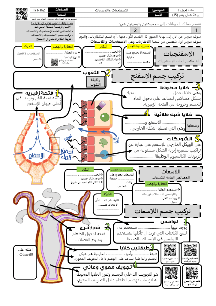 ورقة عمل الاسفنجيات واللاسعات