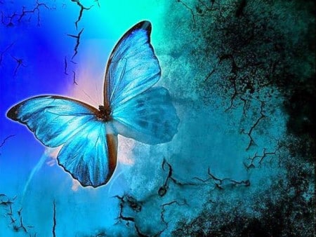 رمزيــات فراشات 4