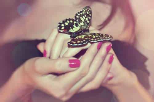 رمزيــات فراشات 5
