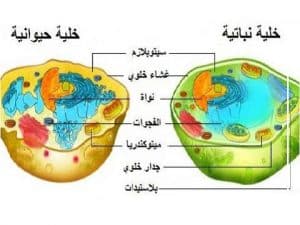 ورقة عمل الخلية النباتية والحيوانية