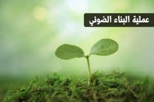 ورقة عمل البناء الضوئي