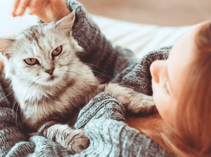خلفيات قـطط للموبايل 3