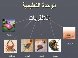 ورقة عمل الحيوانات اللافقارية