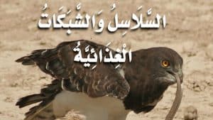 ورقة عمل السلاسل والشبكات الغذائية