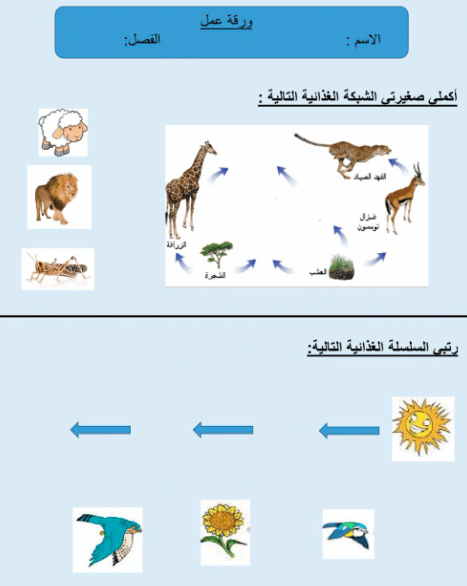 ورقة عمل السلاسل والشبكات الغذائية