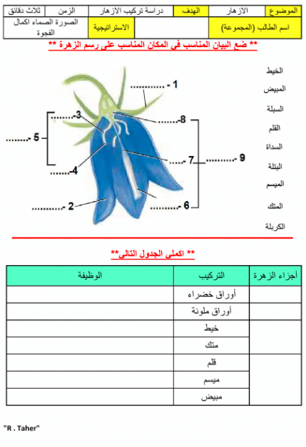 ورقة عمل النباتات الزهرية 1