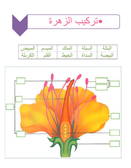 ورقة عمل تركيب الزهرة 1