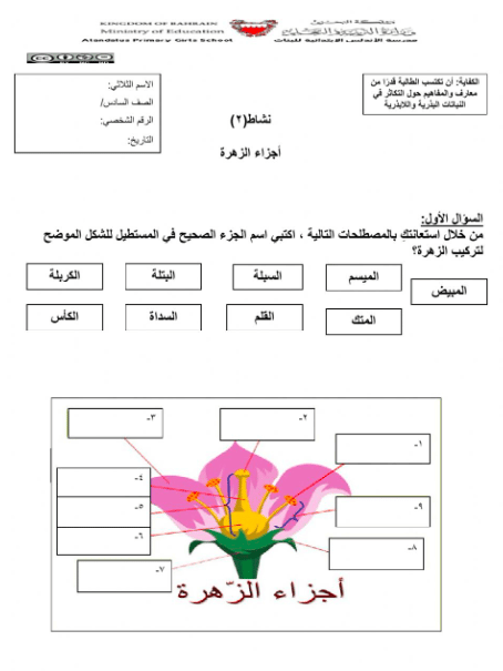 ورقة عمل تركيب الزهرة 5