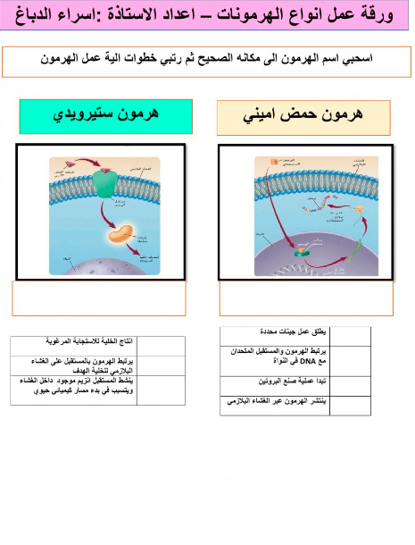 ورقة عمل هرمونات النبات 3